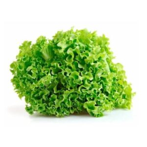Lechuga Crespa 1/u